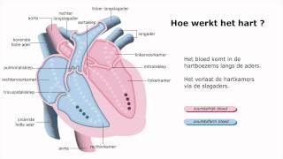 Hoe werkt het hart [upl. by Nylidnam]