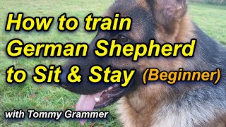 How to Train German Shepherd to sit and stay [upl. by Saffren539]