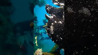 Okinawa Black Frog Fish scubadiving [upl. by Laks]