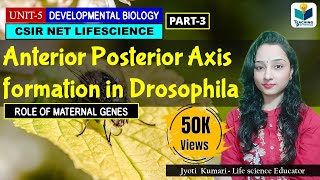 ANTERIORPOSTERIOR AXIS FORMATION IN DROSOPHILA PART3  CSIR NET DEVELOPMENTAL BIOLOGY [upl. by Ennaeus]