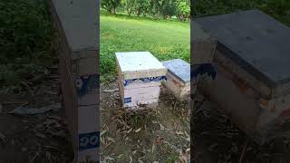 Apiculture in NepalItahari honeybee beekeeper beekeepinInNepal organichoney healthylife Nepal [upl. by Damas]