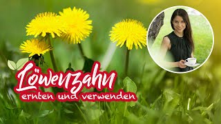 Löwenzahn ernten und verwenden 🌿🥗 Wildkräutersalat für Einsteiger [upl. by Eelyrag]