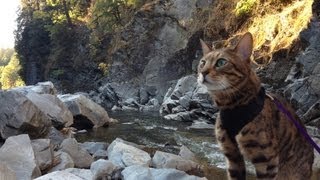 Day Hike with a Bengal Cat [upl. by Oyam68]