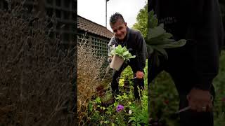 Our 1litre Lychnis may start small [upl. by Olaf]