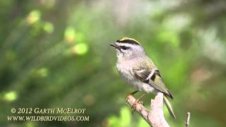 Goldencrowned Kinglet in Maine [upl. by Florette587]