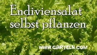 Endiviensalat selbst pflanzen [upl. by Annabela627]