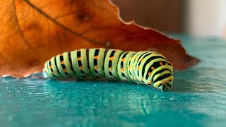 Beautiful Swallowtail caterpillar specimen [upl. by Laehcar]