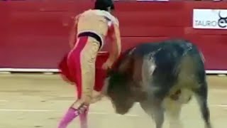 Torero muore trafitto durante la corrida non succedeva dal 1985 [upl. by Ynnus]