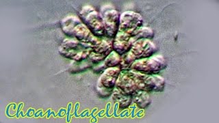 Choanoflagellate [upl. by Jereme]