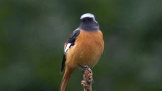 ジョウビタキ（尉鶲）♂ Daurian Redstart [upl. by Yentuoc]