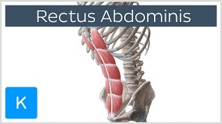 Rectus Abdominis Muscle Overview  Anatomy  Kenhub [upl. by Bueschel428]