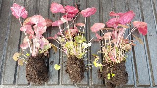 How to grow heucheras from seeds successfully  EASY  update all stages 🌱🌱🌱🇬🇧 28 Oct 21 [upl. by Aneeb616]