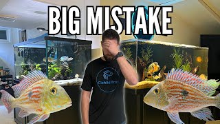 Did I Save My Geophagus Sveni A Fishkeeping Fail [upl. by Pain662]