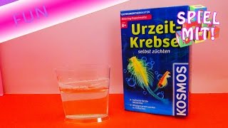 Urzeitkrebse Experimentierkasten Kosmos UPDATE 5 Wochen später 659219  deutsch [upl. by Notnirt]