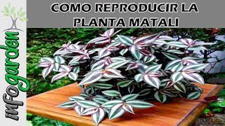 Como reproducir la planta curativa para el riñon Matalí Tradescantia zebrina [upl. by Elyr7]