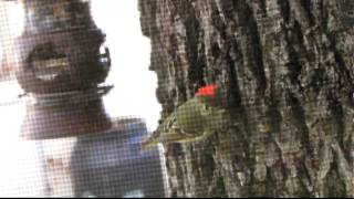 Rubycrowned Kinglet with Huge Ruby [upl. by Teage]