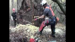 part2 jacking large pine [upl. by Kluge]