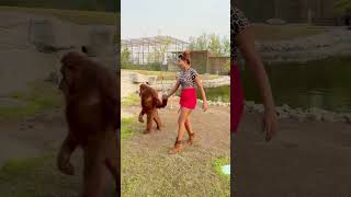 Long drive pe ja rahe h hum animallover zoo tiger lion dubai dubailife love birds [upl. by Noevad]