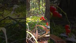 Detail from the nature in Asveja National Park travel lithuania naturelovers explore [upl. by Elocan]