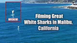 Great White Sharks Filmed Breaching in California [upl. by Heffron]