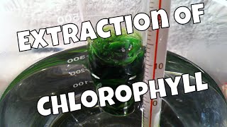 Extraction Of Chlorophyll With Ethanol [upl. by Atlante725]