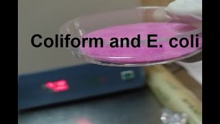 شرح I خطوات طريقة فحص بكتيريا I Coliform and E coli في الماء بطريقة الميديا الجاهزة [upl. by Terena418]