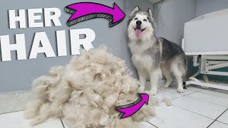 HUGE UNDERCOAT REMOVAL  Neglected Husky Grooming [upl. by Ewart]