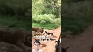 Tiger killed dog at Ranthambhor national park  tiger attack  tiger vs dog ranthambore shorts yt [upl. by Wehtam]