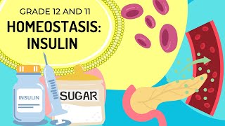 INSULIN HOMEOSTASIS  The Endocrine System [upl. by Nibram]