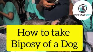 How to take Punch Biopsy in Dogs [upl. by Aimehs242]