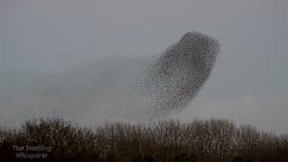 Murmuration Warwickshire nature starlings murmuration wildlife birds dji [upl. by Fleisher155]