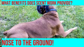 Train Your Boxer Nose to the Ground Scent Work [upl. by Arta]