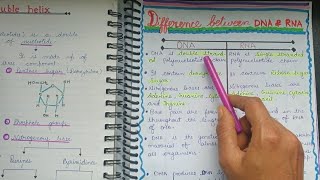 DNA vs RNA  Difference between DNA and RNA short biology dna rna science [upl. by Okin849]