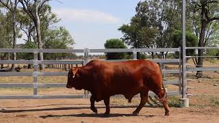 2024 ROMA NATIONAL SALE LOT 102 FERNLEIGH PACMAN [upl. by Emiaj67]