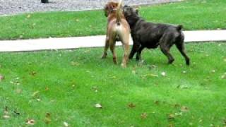 Cane Corso vs Boerboel square off who is the Most Atheltic Mastiff Part 11 [upl. by Aeiram4]