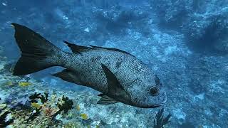 041024  Dives at Kudima Wreck amp Broken Rock near Dhigurah South Ari  Maldives [upl. by Erida]