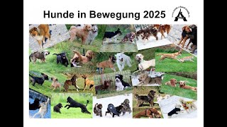 Kalender quotHunde in Bewegungquot 2025 [upl. by Fantasia]