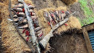 Dove season opening day in Virginia [upl. by Bremer]