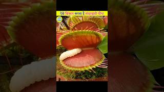 How Venus Flytrap Hunts  Explained In Hindi [upl. by Soloma]