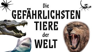 Die gefährlichsten Tiere der Welt Lebensgefahr [upl. by Sherri]