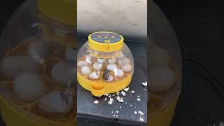 Wonderful Automatic Egg Incubator  Hatch chick [upl. by Walcott]