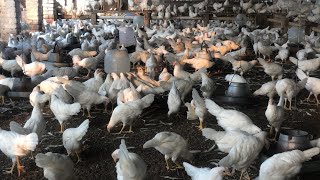 Pakistan Poultry Farm  Pakistan Production  Pakistan farming  part 3 [upl. by Dnomsed723]