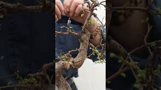 How to grow your bonsai penjing zelkova tree trees plant plants [upl. by Eicram]