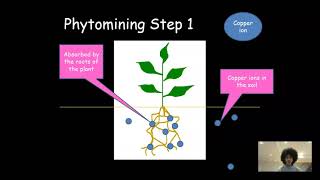 Phytomining and Bioleaching  AQA GCSE Chemistry 41014 [upl. by Neenwahs]