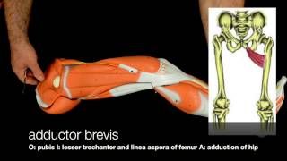 Muscles of the Lower Limb [upl. by Katzman]