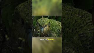 Kakapo  The Flightless Parrot [upl. by Nonnerb814]