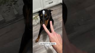 Puppy training puppy dogtraining dogsofyoutube dogs funnydog doberman [upl. by Llenrod979]