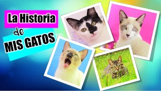 Tag De la MASCOTA  Les cuento la HISTORIA de los DivertiCats  Videos de GATOS Chistosos [upl. by Aniroc535]