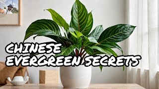 Aglaonema Chinese Evergreen Care [upl. by Yonah]