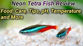 Neon Tetra fish பற்றி தெரிஞ்சிக்கலாம் முழு விவரம் review food disease cure  Fish Aquarium Tamil [upl. by Tserof]